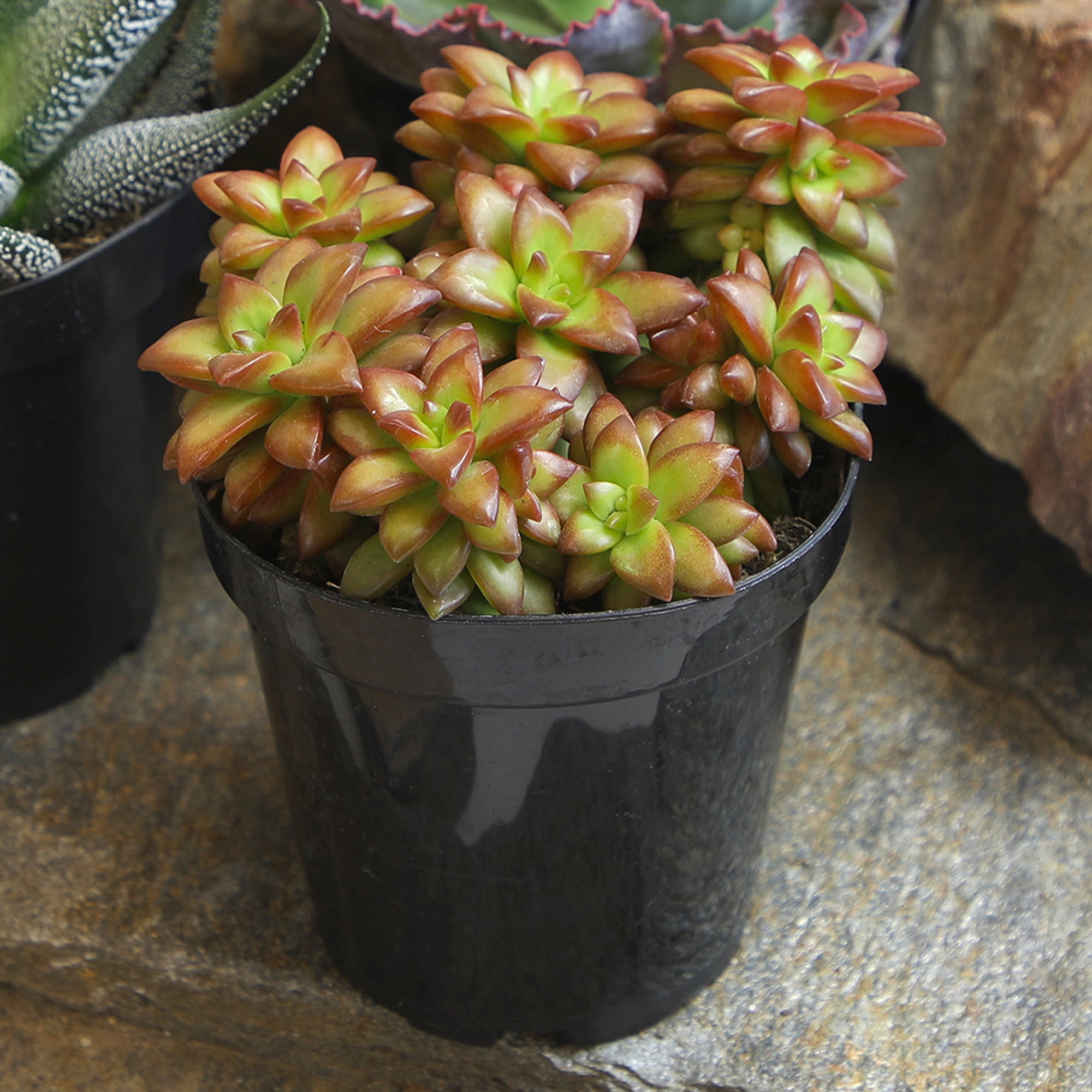 Element Live Plant Succulent Assorted Varieties and Colors in 4in Pot