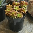thumbnail image 4 of Element Grower's Choice Succulent Live Plant in 4" Grower Pot, 4 of 12