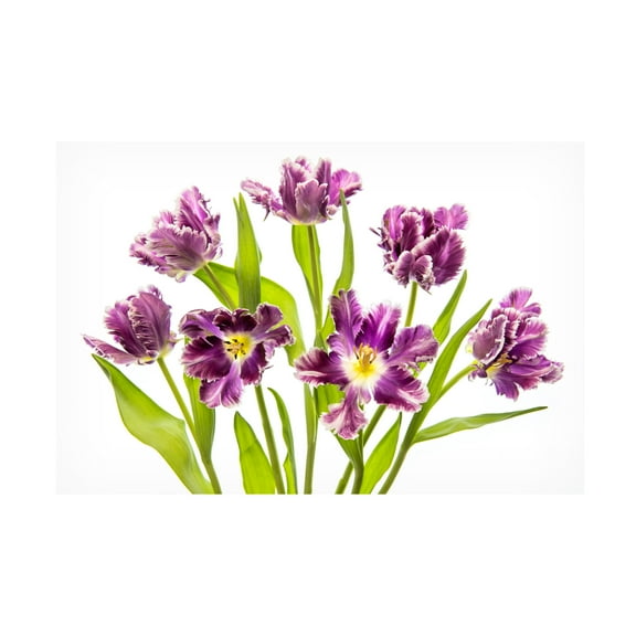 Canvas Wall Art - Jacky Parker 'Vibrant Spring' Wall Art for Living Room, Bedroom, or Office Décor by Trademark Fine Art - 19 x 12 Inches