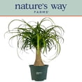 thumbnail image 5 of Nature's Way Farms Ponytail Palm Live Plant (8-15 inches tall) in growers pot, 5 of 5