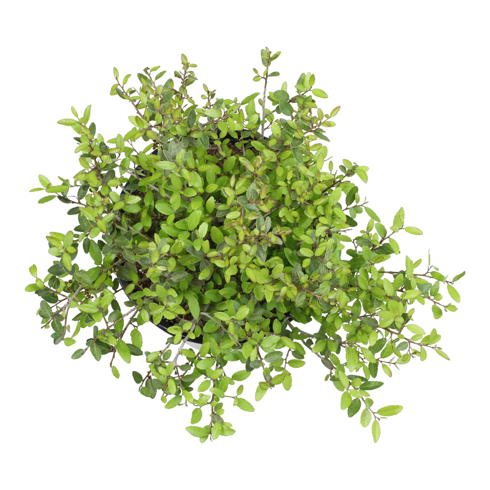 Expert Gardener Stoke's Dwarf Yaupon Holly Outdoor Shrubs, Part Shade Garden Plants, 2.5 Qt. Pot, Part Sun