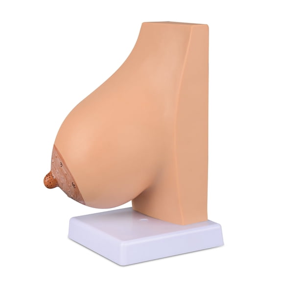 Eztrain Lactating Breast Sagittal Section Model