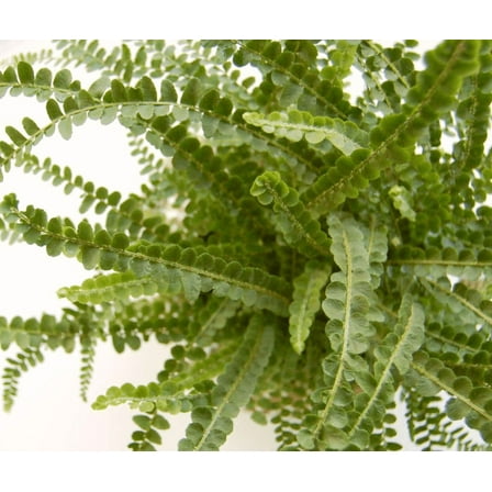 Lemon Button Fern Live Plant for Indoor in 4 Inch Pot, House Plant Decor for Living Room