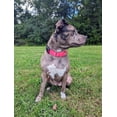 thumbnail image 3 of Country Brook Petz® Hot Pink Durable Nylon Martingale with Deluxe Buckle - Made in the USA, Extra Large, 3 of 7