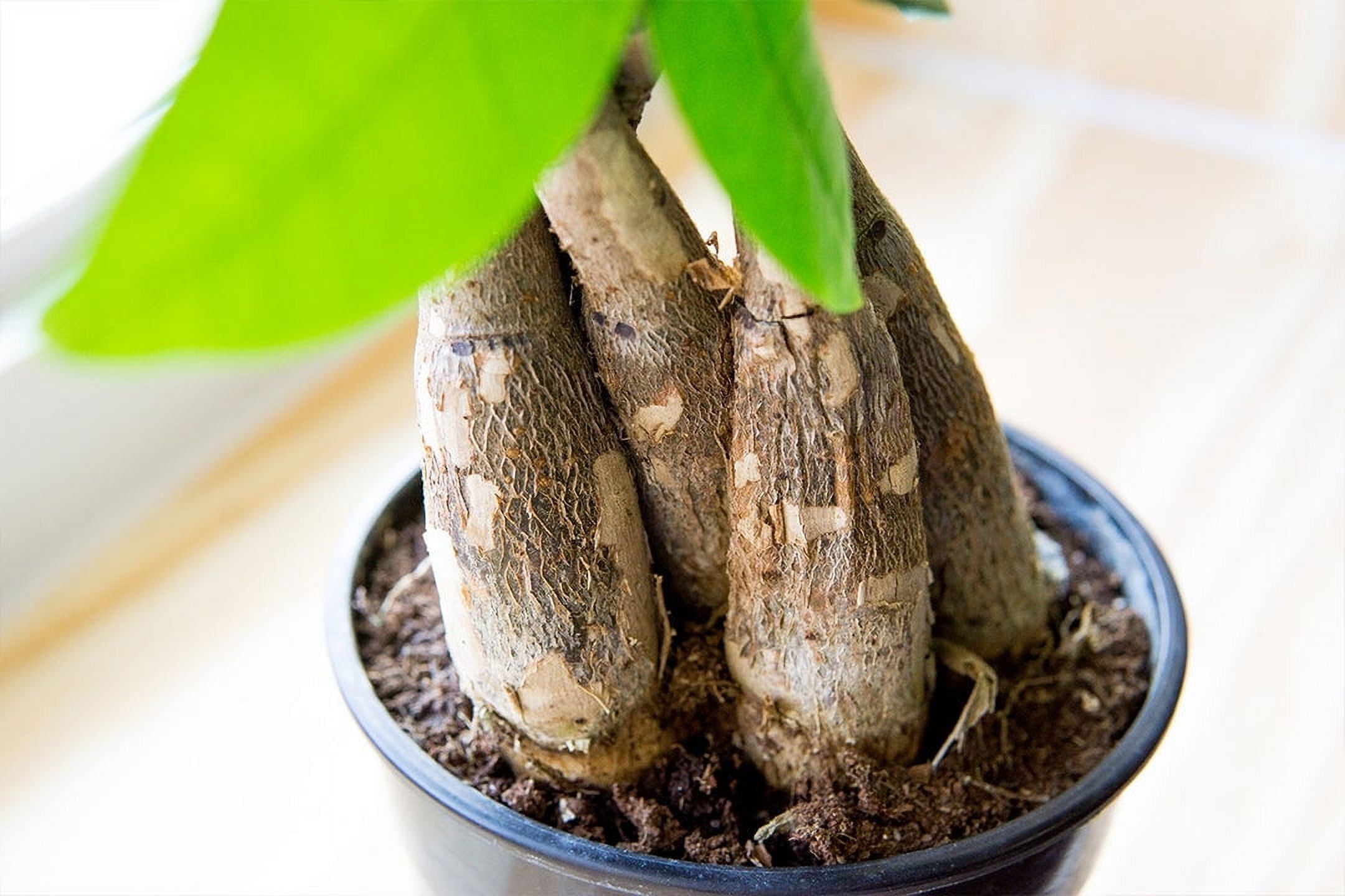 best fertilizer for palm plants Palm Tree Fertilizer