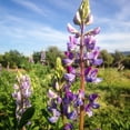 thumbnail image 2 of Arroyo Lupine Flower Seeds, 2 of 10