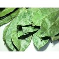 thumbnail image 4 of Omura Soursop Organic Leaves | Hojas de Guanabana | Whole Leaves, 4 of 5