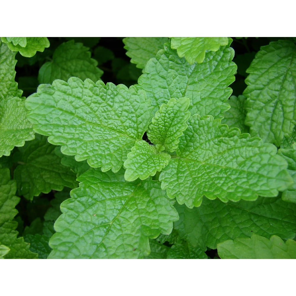 Citronella Lemon Balm Perennial 8 Plants 2.5&quot; Pots