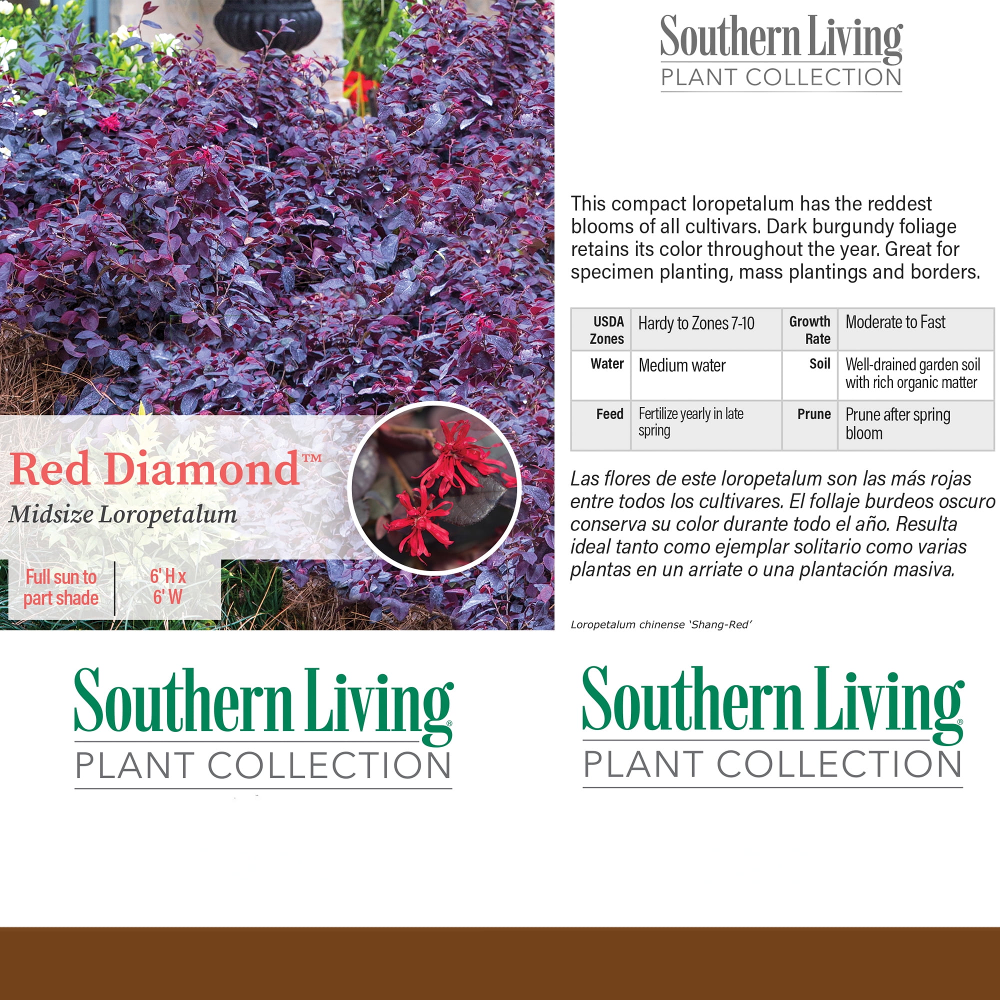 Southern Living Red Diamond Loropetalum Live Shrub in 2-Gallon Grower Pot