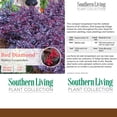 thumbnail image 5 of Southern Living Red Diamond Loropetalum Live Shrub in 2-Gallon Grower Pot, 5 of 9
