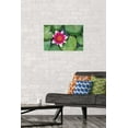 thumbnail image 2 of Zen - Lily Pads Wall Poster, 14.725" x 22.375", 2 of 6