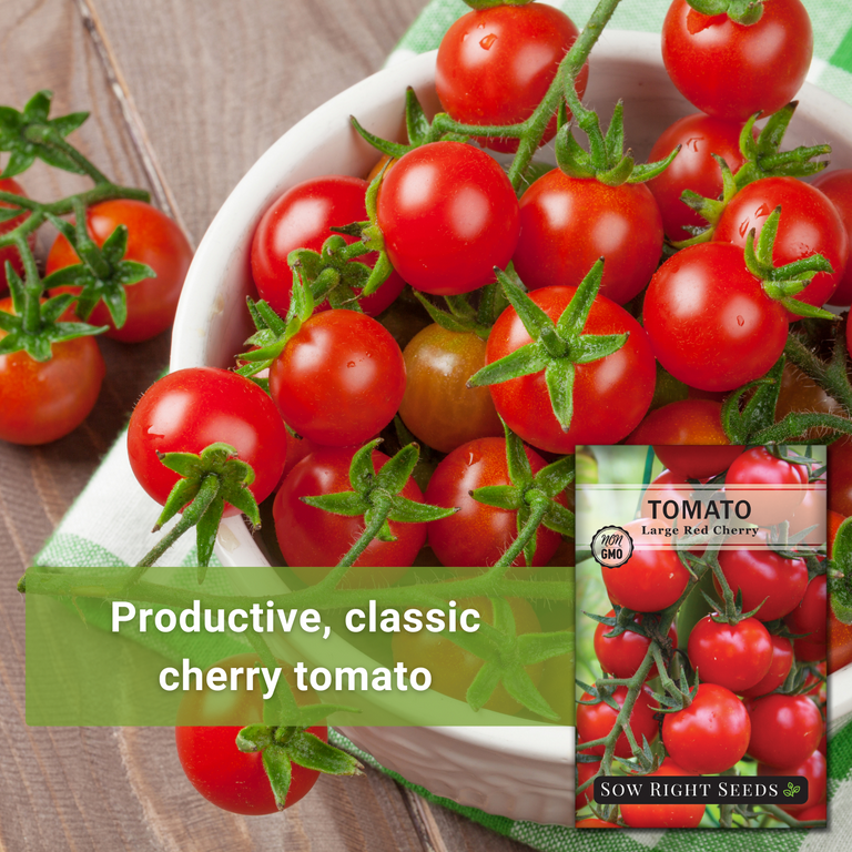 Tomato Seeds - Beefsteak - Large Heirloom Variety – Fuschia Designs Shop
