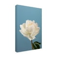 thumbnail image 4 of Trademark Fine Art Pictufy Studio Peony 2 Canvas Wall Art, 4 of 4