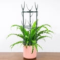 thumbnail image 3 of Green Plant Trellis with Detachable Design for Home Use PP Material 3 Tiers, 3 of 8