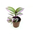 thumbnail image 3 of Pink Tradescantia Nanouk Small Houseplants, 2" Pot, 3 of 5