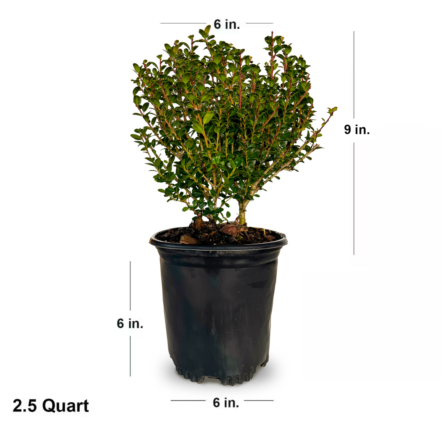 Expert Gardener Steeds Japanese Holly (2.5 Quart) Upright Evergreen Shrub