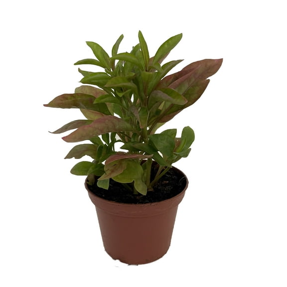 Biblical Yellow St. Joseph's Coat -Alternanthera- Easy Houseplant-2.5" Pot