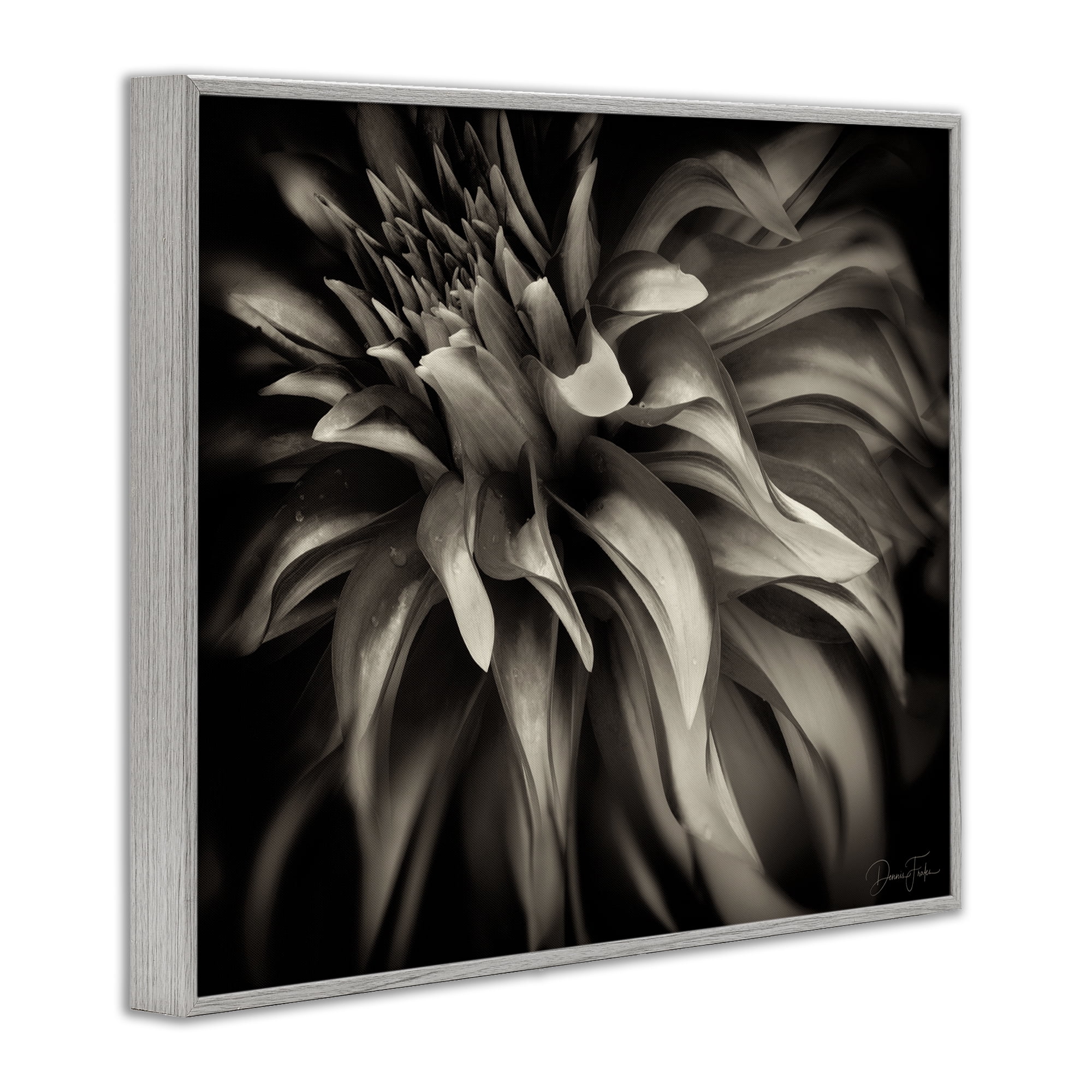 Stupell Industries Dark Curling Chrysanthemum Botanical & Floral Photography Gray Framed Art Print Wall Art, 30 x 24