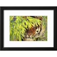 thumbnail image 2 of Bengal Tiger Hiding behind Leaves, Animals Framed Art Print Wall Art by DLILLC Sold by Art.Com, 2 of 5