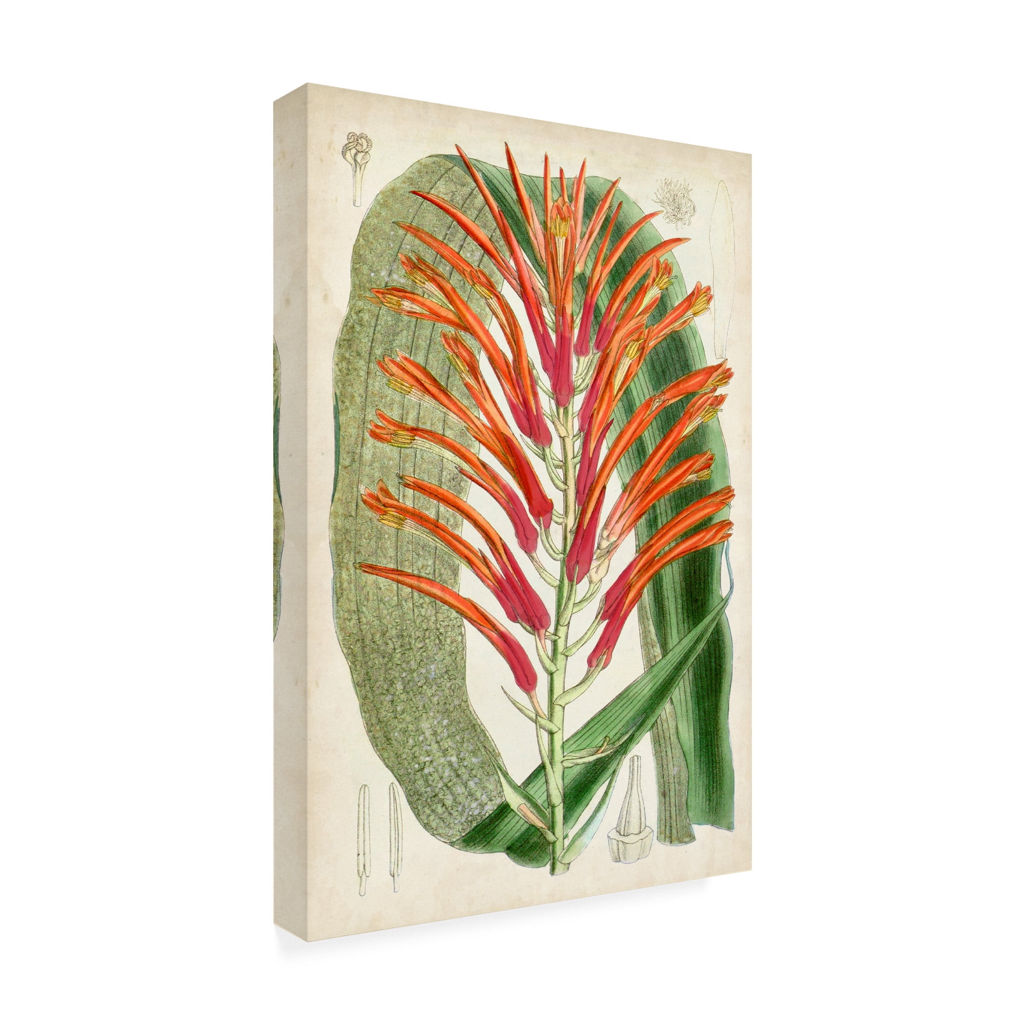 Trademark Fine Art 'Tropical Gems VI' Canvas Art by Curtis