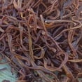 thumbnail image 4 of Señuelo Pesca Lombrices Secas Cebo Lombriz Real Natural Accesorios Carpa, 4 of 9