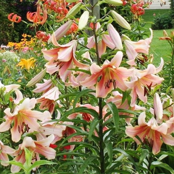 Red Hot Orienpet Lily Flower Bulbs - 3 Lilies Per Pack - Fragrant - Attracts Butterflies and Hummingbirds - Good as Cut Flowers - Perennializing