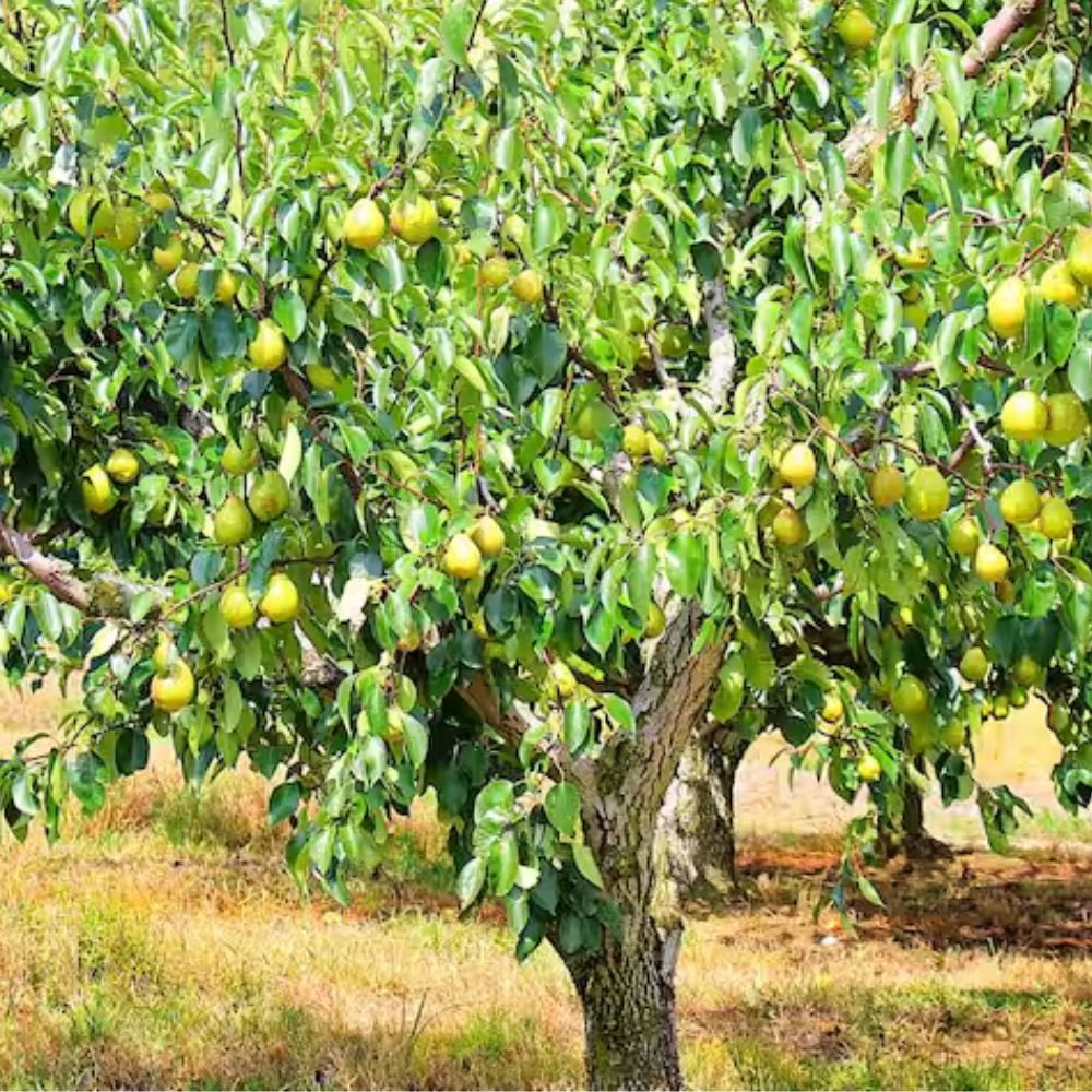Expert Gardener 2-3 ft tall Pineapple European Pear Live Tree in 5-Gallon Grower Pot