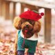 thumbnail image 4 of unbranded Gorro De Fieltro Para Mascotas Con De Cereza Para Perros Y Pequeños, 4 of 7