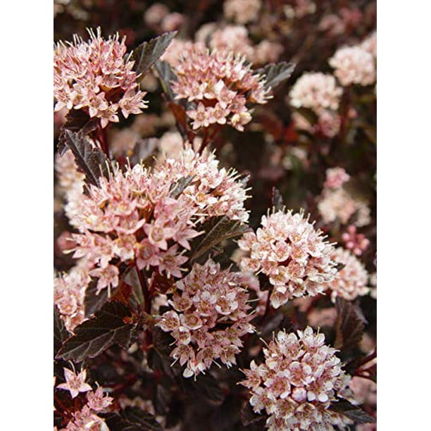 Green Promise Farms PHYSOCARPUS OP. `Little Devil` (Ninebark) Shrub, 2