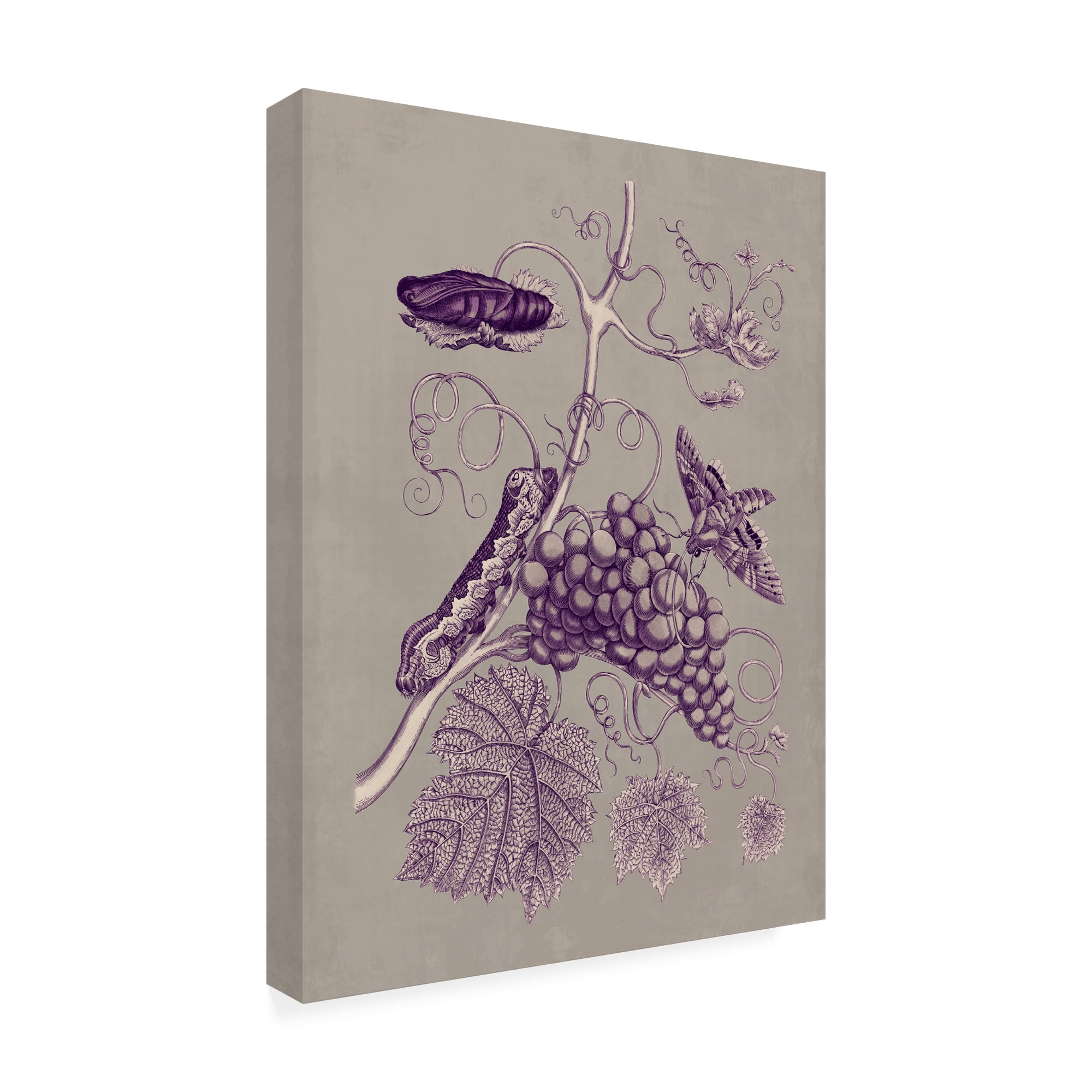 Trademark Fine Art 'Nature Study in Plum & Taupe III' Canvas Art by Maria S. Merian