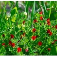 thumbnail image 2 of 50 Seeds ASPARAGUS PEA Winged Pea Lotus Tetragonolobus Red Flower Legume Vegetable Seeds, 2 of 8