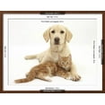thumbnail image 3 of Yellow Labrador Puppy and Ginger Kitten, Animals Framed Art Print Wall Art by Mark Taylor Sold by Art.Com, 3 of 6