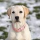 thumbnail image 4 of Collar de cuero para perros pequeños, medianos y grandes, ajustable, hecho de cuero suave y transpirable. Collar clásico para cachorros, acolchado e impermeable. Collar para mascotas., 4 of 5