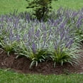 thumbnail image 4 of Variegated Liriope Dormant Bare Root Perennial Groundcover Starter Plant Roots, 3 Plants per Offer, 4 of 5