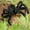 Black, variant on Pack Giant Hairy Spider Halloween Decorations, 12 Inch Scary Fake Spiders For Outdoor Party Decor