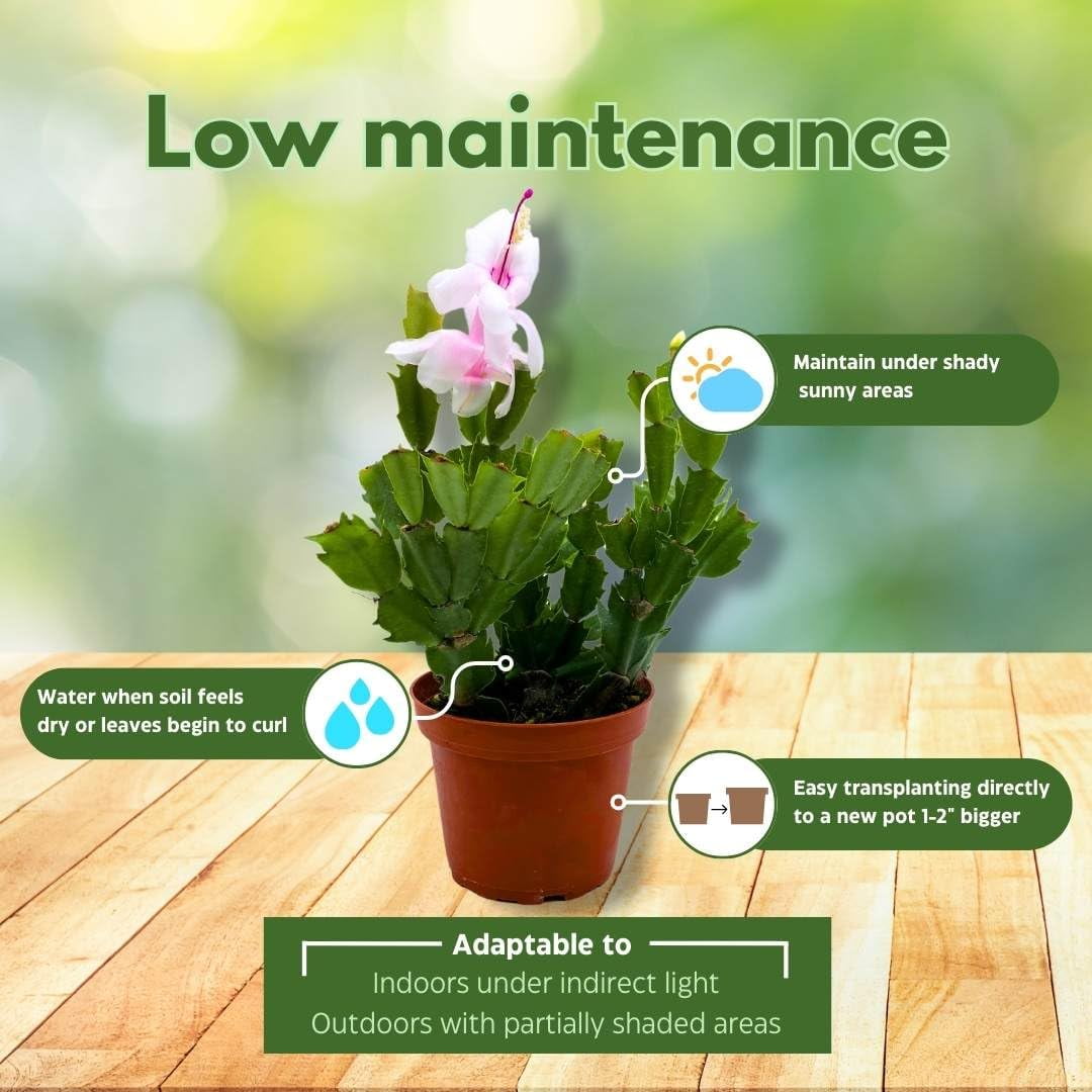 Christmas Cactus, 4 inch Xmas Thanksgiving Easter Holiday Schlumbergera Cacti Pink Red Assorted Flower