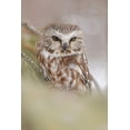 thumbnail image 2 of Jones, Adam 11x14 White Modern Wood Framed Museum Art Print Titled - Northern saw-whet owl-Aegolius acadicus-controlled situation-Montana, 2 of 4