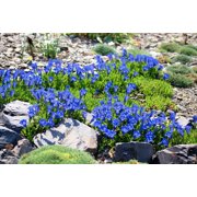 15 Blue STEMLESS GENTIAN Gentiana Acaulis Kochiana Flower Seeds