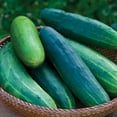thumbnail image 3 of Burpee Salad Slicer Cucumber Vegetable Seed, 1-Pack, 3 of 5