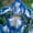 B, variant on Iris Planting-Ornamental-Premium Garden Stakes-Home Decoration-(Insusceptible, Non-Artificial)