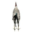 thumbnail image 4 of Alpine Corporation Metal White Feathered Rooster Decor, 4 of 13