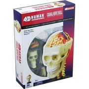 Tedco Toys 26053 4D Human Anatomy Cranial Nerve Skull