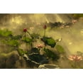 thumbnail image 2 of Shi, Mei 24x17 Gold Ornate Wood Framed with Double Matting Museum Art Print Titled - Summer lotus, 2 of 4