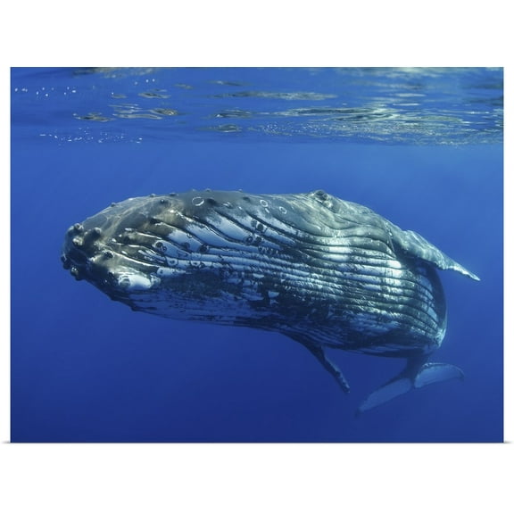 Great BIG Canvas | Rolled M Swiet Productions Poster Print entitled Hawaii, Maui, Close-Up Of Humpback Whale Near The Ocean's Surface