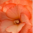 thumbnail image 2 of Crane, Rita 15x15 Gold Ornate Wood Framed with Double Matting Museum Art Print Titled - Orange Ruffles IV, 2 of 4