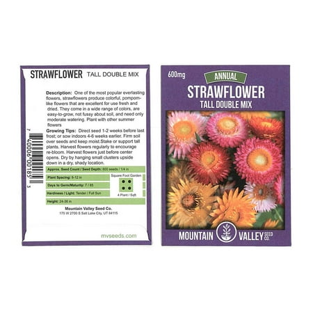 Strawflower Flower Garden Seeds - Tall Double Mix - 600 mg Packet - Annual Straw Flower Gardening