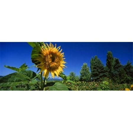 Panoramic Images PPI135846L Panache Starburst sunflowers in a field  Hood River  Oregon  USA Poster Print by Panoramic Images - 36 x 12
