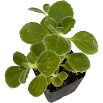 Live House Plants Indoor Plants (2‘’Pot Vicks Plant/Plectranthus Plant)