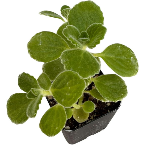 Live House Plants Indoor Plants (2‘’Pot Vicks Plant/Plectranthus Plant)