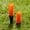 Orange, variant on FORZA StadiumMax Grass Marking Tufts | 25 Pack Screw-in Ground Markers | Available in 8 Colors
